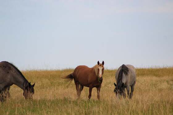 Theodore Roosevelt National Park
