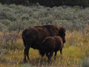 Theodore Roosevelt National Park