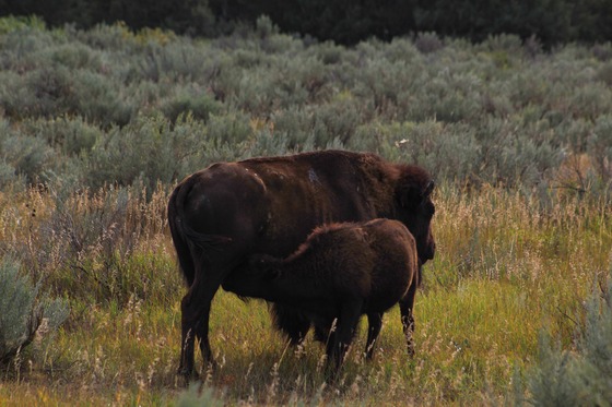 Theodore Roosevelt National Park