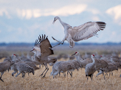 Monte Vista National Wildlife Refuge