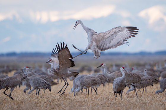 Monte Vista National Wildlife Refuge