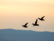 harlequins flying at sunset