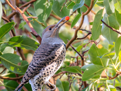 northern flicker feeding on arbutus berries
