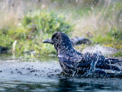 crow taking a bath