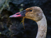 Feeding Swan