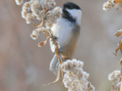 Chickadee feeding on Goldenrod seeds