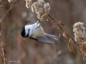 Chickadee feeding on Goldenrod seeds