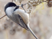 Chickadee feeding on Goldenrod seeds