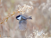 Chickadee feeding on Goldenrod seeds