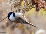 Chickadee feeding on Goldenrod seeds