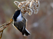 Chickadee feeding on Goldenrod seeds