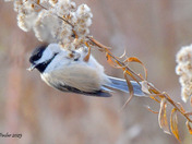Chickadee feeding on Goldenrod seeds