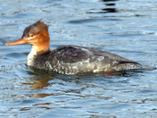 Common Merganser fighting a Pike 