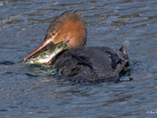 Common Merganser fighting a Pike 