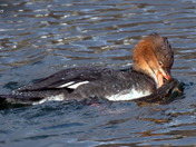 Common Merganser fighting a Pike 