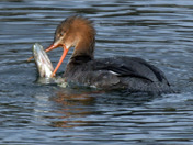 Common Merganser fighting a Pike 