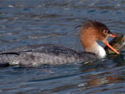Common Merganser fighting a Pike 