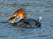 Common Merganser fighting a Pike 