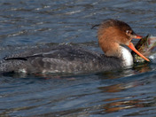 Common Merganser fighting a Pike 