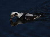 Long-tailed Duck