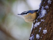 Red Breasted Nuthatch