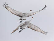 Sandhill Cranes