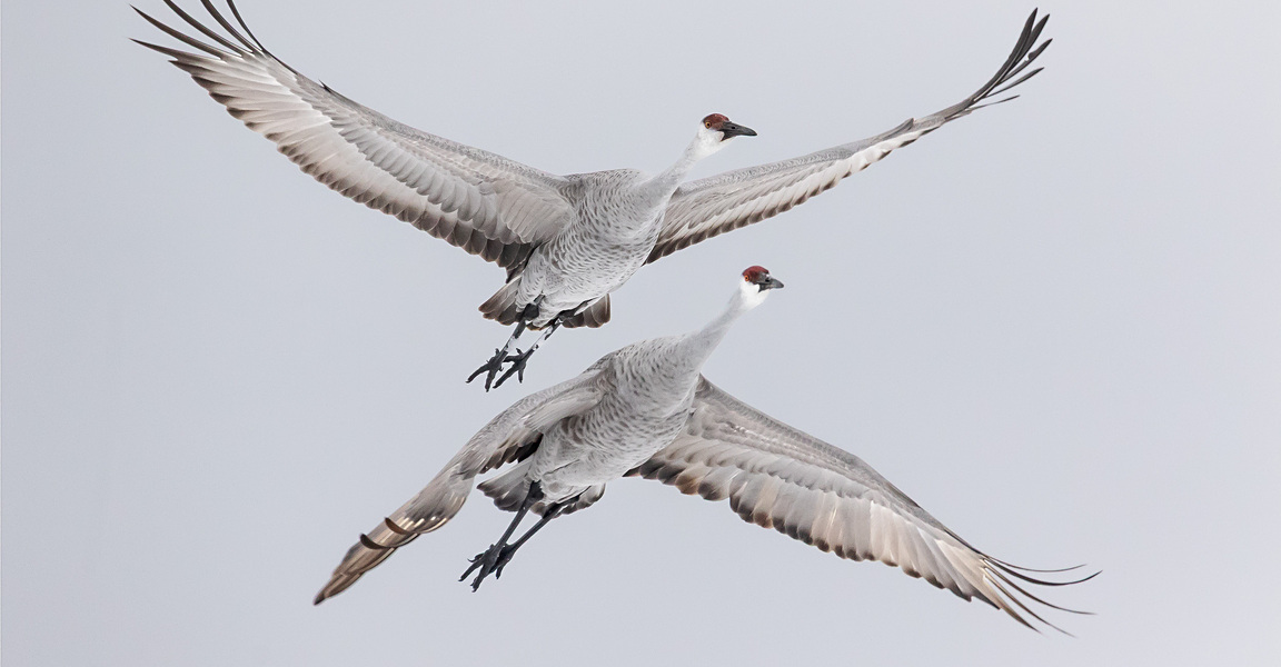 Sandhill Cranes