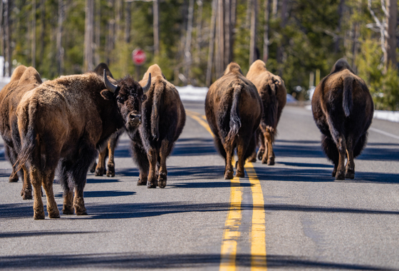Yellowstone National Park