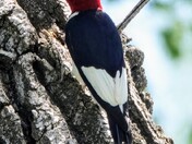 Theodore Roosevelt National Park