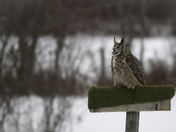 Great Horned Owl