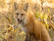 Grand Teton National Park
