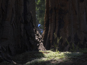 Sequoia National Park