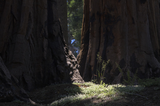 Sequoia National Park, California