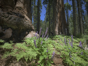 Sequoia National Park, Moro Rock area