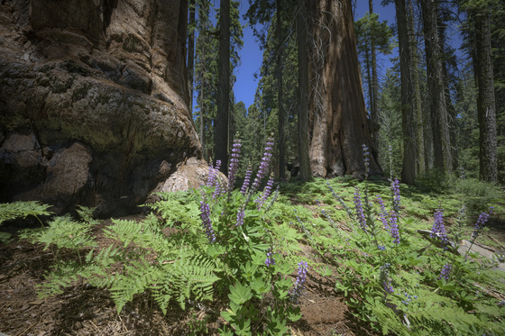 Sequoia National Park, Moro Rock area