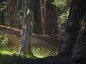 Sequoia National Park, Crescent Meadow
