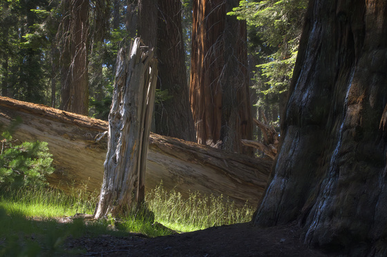 Sequoia National Park, Crescent Meadow