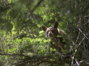 Sequoia National Park