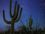 Saguaro National Park