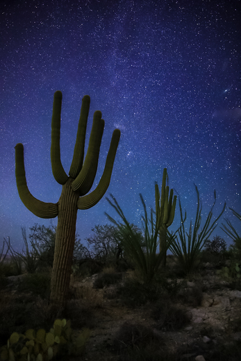 Saguaro National Park