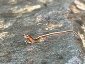 Shenandoah National Park