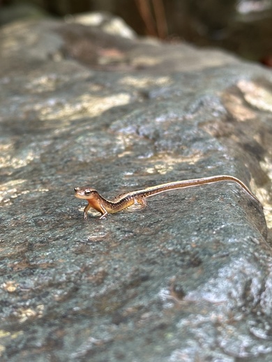 Shenandoah National Park