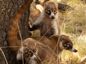 Chiricahua National Monument