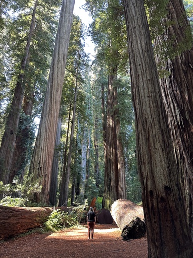Redwood National and State Parks