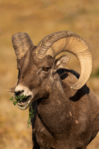 Badlands National Park