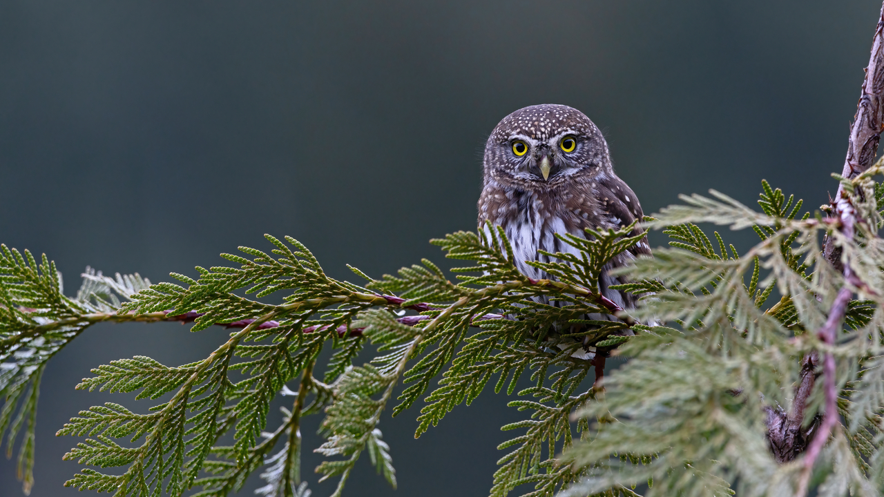 northern pygmy owl