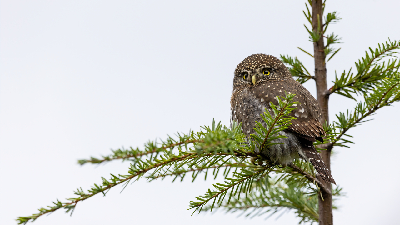 northern pygmy owl
