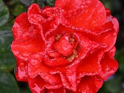 December rose in Vancouver rain.