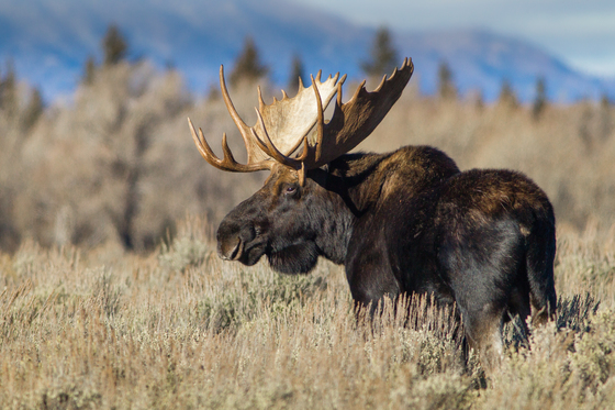 Grand Teton National Park