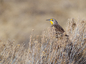 Bear Lake  National Wildlife Refuge Idaho